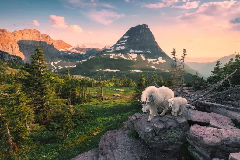 Alpine Geit met Jong Puzzel (3000 stukjes)