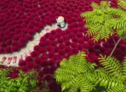 A Sea of Red Puzzel (500 stukjes)