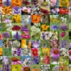 99 bijen Puzzel (1000 stukjes)