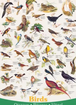 Birds Puzzel (1000 stukjes)