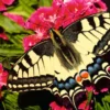 Butterfly Puzzel (500 stukjes)