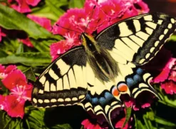 Butterfly Puzzel (500 stukjes)