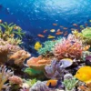Coral Reef Fishes Puzzel (1000 stukjes)