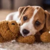 Cuddly Buddies puzzel (500 stukjes)