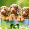 Cute Dachshunds Puzzel (500 stukjes)