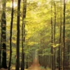 Forest Path Puzzel (1000 stukjes)