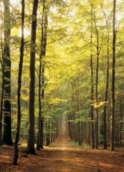 Forest Path Puzzel (1000 stukjes)