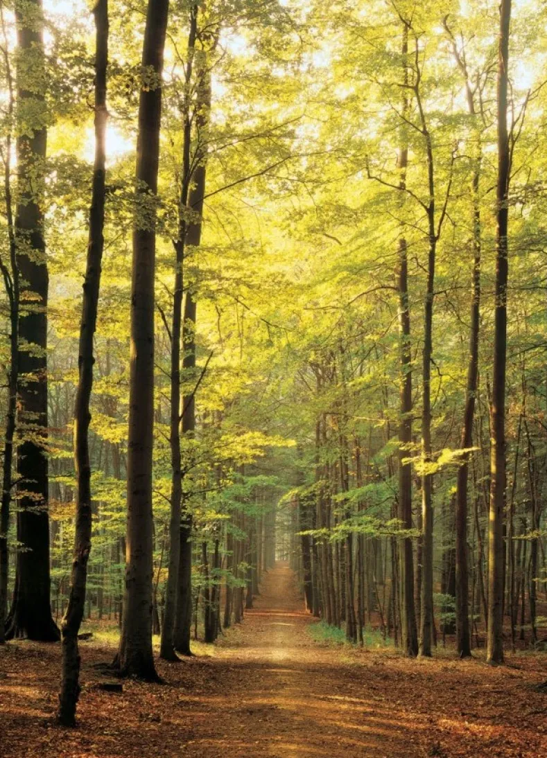 Forest Path Puzzel (1000 stukjes)