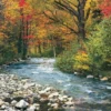 Forest Stream Puzzel (1000 stukjes)