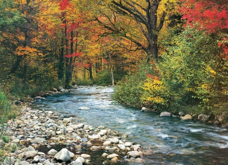 Forest Stream Puzzel (1000 stukjes)