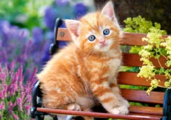 Ginger Kitten Puzzel (500 stukjes)