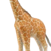 Giraffe Bouwpakket