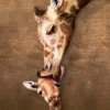 Giraffe Mother's Kiss Puzzel (1000 stukjes)