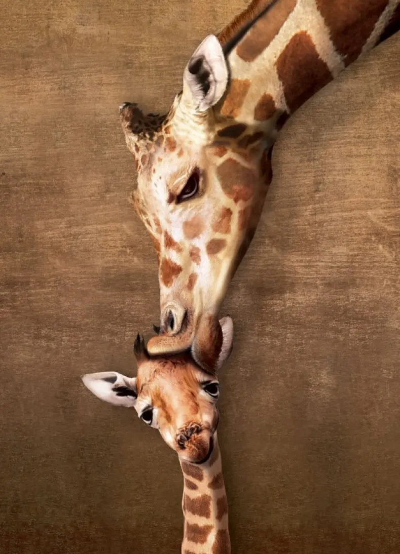 Giraffe Mother's Kiss Puzzel (1000 stukjes)