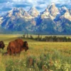 Grand Teton National Park Puzzel (1000 stukjes)