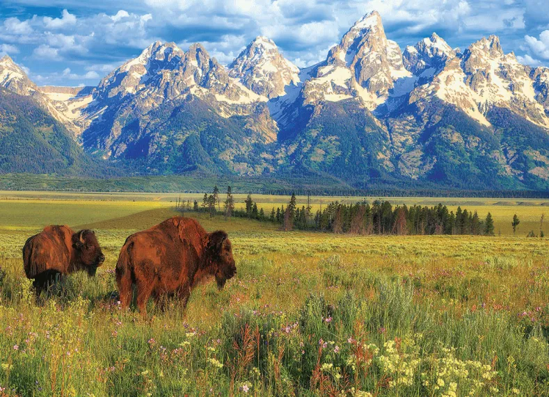 Grand Teton National Park Puzzel (1000 stukjes)