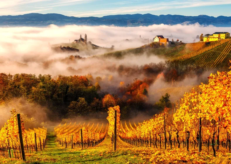 In the Vineyards Puzzel (1000 stukjes)