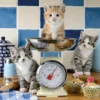 Kittens in the Kitchen Puzzel (1500 stukjes)