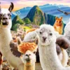 Llamas Selfie Puzzel (1000 stukjes)