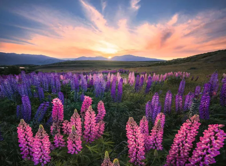 Lupinen Puzzel (500 stukjes)