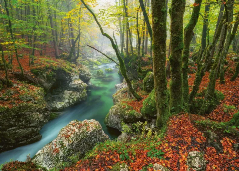 Magic Forest - Little Brook Puzzel (1000 stukjes)