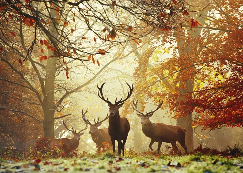 Magic Forest - Stags Puzzel (1000 stukjes)