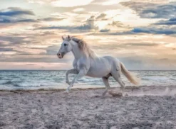 Paard op het Strand Puzzel (500 stukjes)
