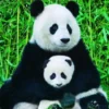 Panda & Baby Puzzel (1000 stukjes)
