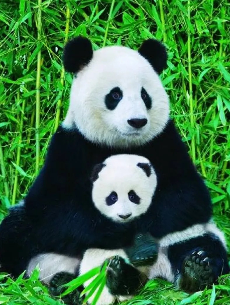 Panda & Baby Puzzel (1000 stukjes)
