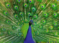 Peacock Puzzel (500 stukjes)
