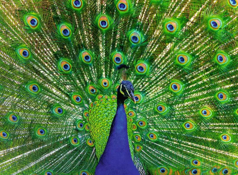 Peacock Puzzel (500 stukjes)