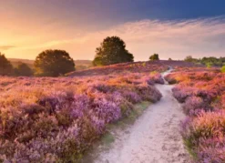 Pink Pathway Puzzel (1000 stukjes)