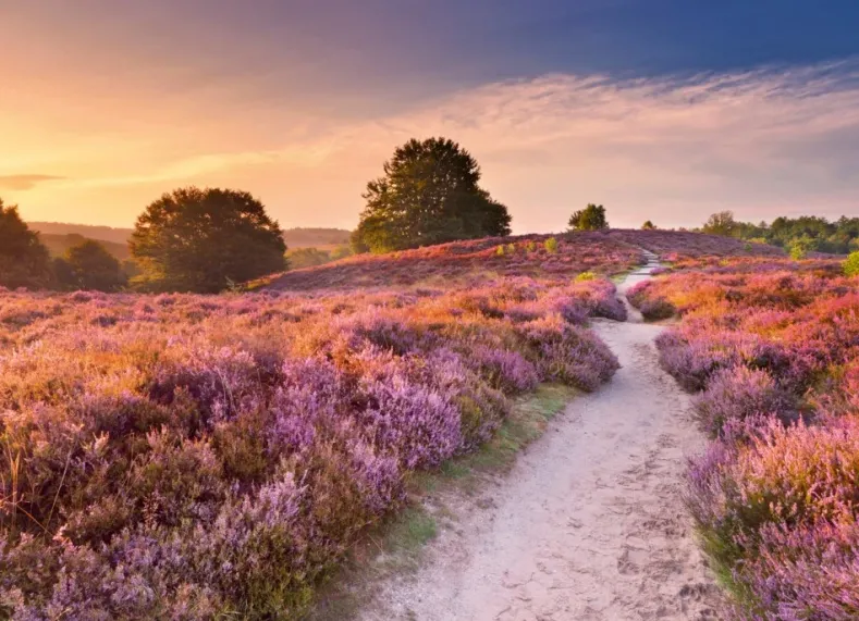 Pink Pathway Puzzel (1000 stukjes)