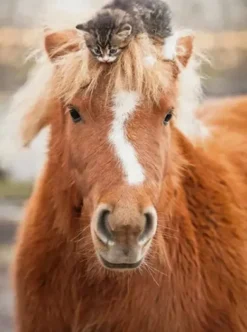Pony and Cat Puzzel (500 stukjes)
