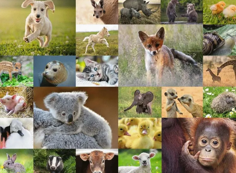 Schattige Babydieren Puzzel (200 XXL stukjes)