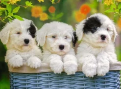 Schattige Puppies Puzzel (200 XXL stukjes)