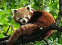 Schattige Rode Panda Puzzel (500 stukjes)