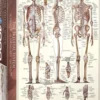 Skeletal System Puzzel (1000 stukjes)