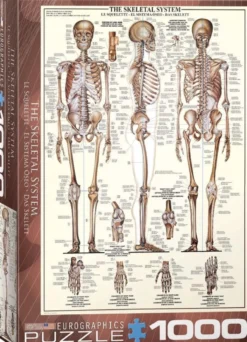 Skeletal System Puzzel (1000 stukjes)