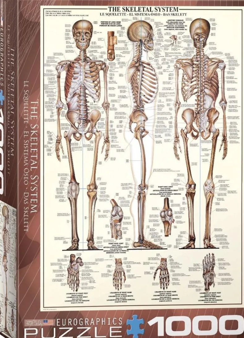 Skeletal System Puzzel (1000 stukjes)