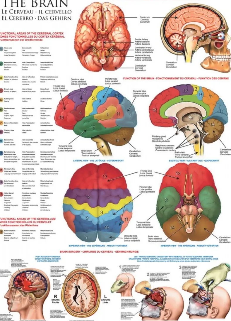 The Brain Puzzel (1000 stukjes)