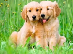 The Golden Retriever Brothers (500 stukjes)