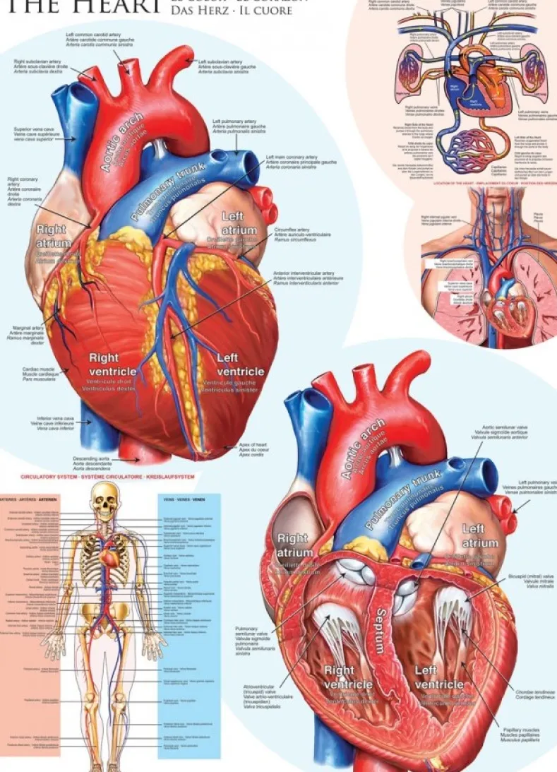 The Heart Puzzel (1000 stukjes)