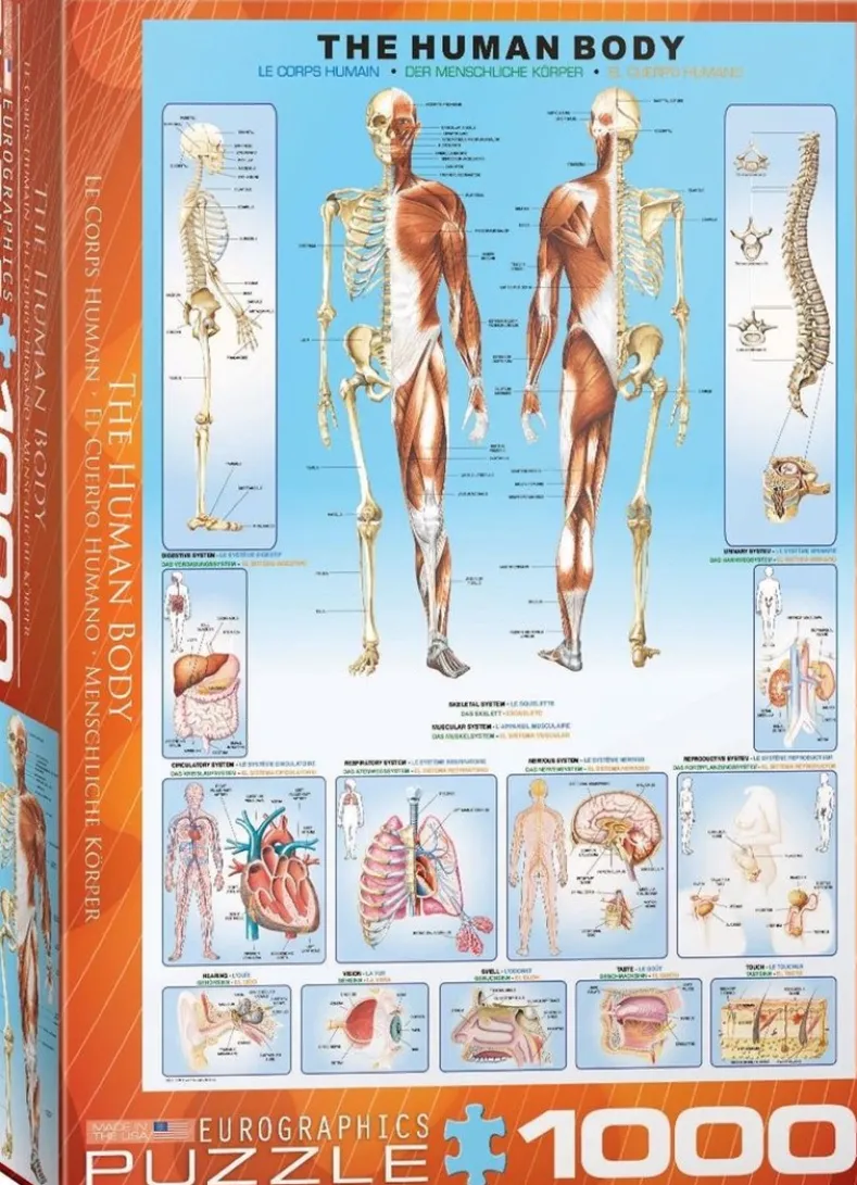 The Human Body Puzzel (1000 stukjes)