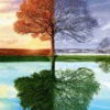 The Seasons Tree Puzzel (500 stukjes)