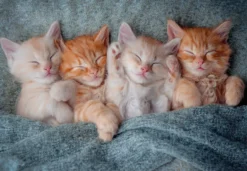 The Sweetest Kittens Puzzel (1000 stukjes)