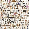 The World of Dogs Puzzel (1000 stukjes)