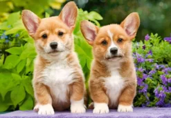 Welsh Corgi Puppies Puzzel (1000 stukjes)