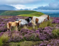Wild Horses in the Heather Puzzel (2000 stukjes)